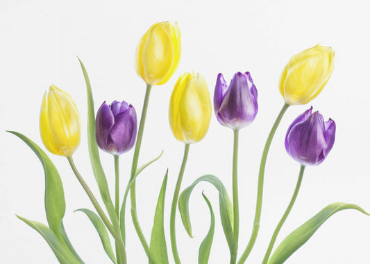 Tulpe | Leinwand