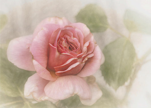 glatte Rose | Leinwand
