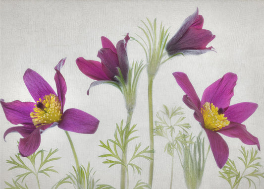 Pulsatilla | Leinwand