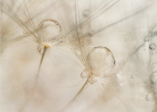 Aquarelle | Poster
