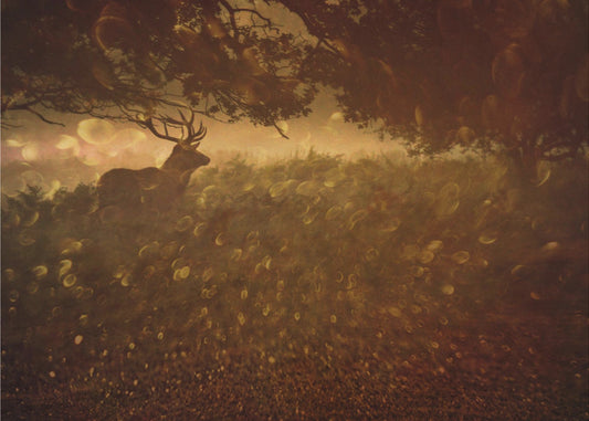 Goldene Wälder | Leinwand