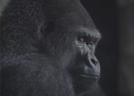 Gorillablick | Leinwand