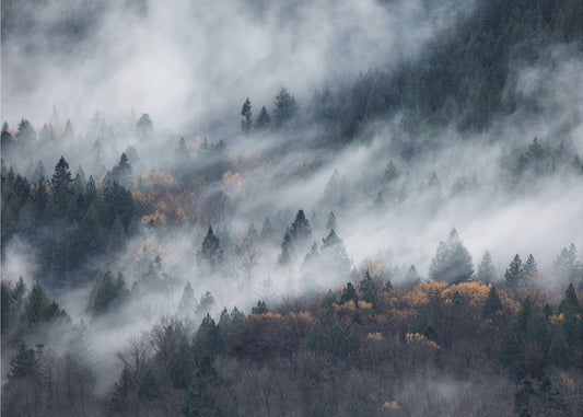 Ein Pfad im Nebel | Hintergrundbild