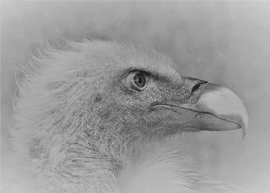 Weißkopfseeadler | Tapete
