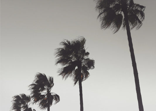 Palme_004 | Tapete