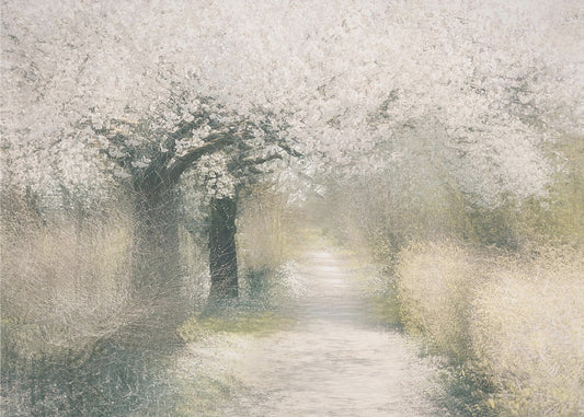 Kirschblüte | Poster