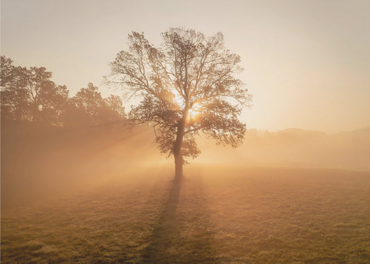 Einsamer Baum | Tapete