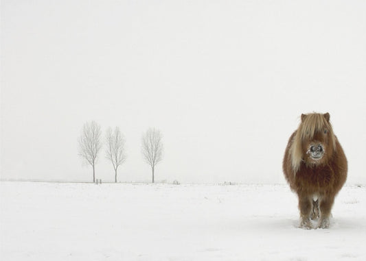 Das kalte Pony | Leinwand
