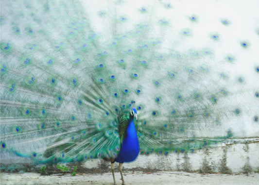 Pfau | Tapete