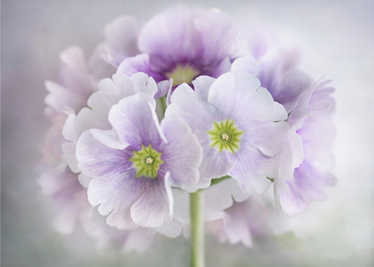 Primula | Leinwand