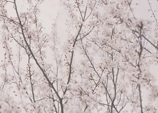 Frühlingsblüten | Poster