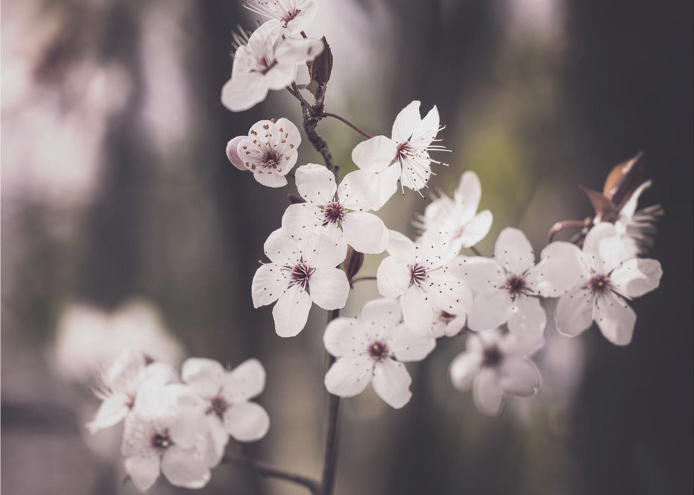 Blossoms | Canvas