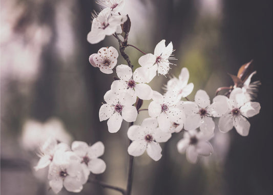 Blossoms | Canvas