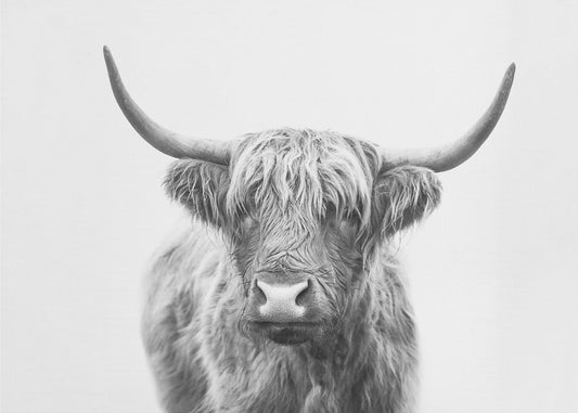 Highland Bull | Leinwand