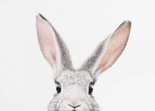 Guckender Hase | Leinwand