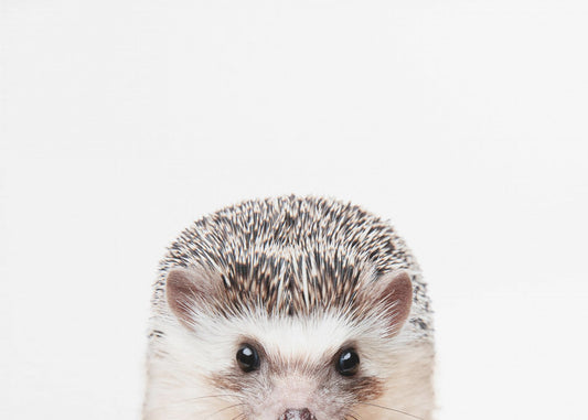 Guckender Igel | Leinwand