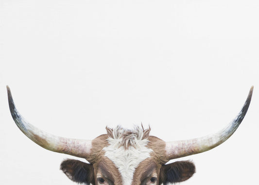 Guckende Longhorn-Kuh | Leinwand