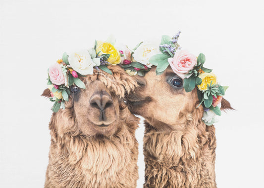 Boho Alpakas | Leinwand