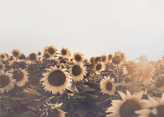 Sonnenblumen | Leinwand