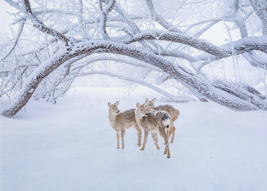 Hirschspaziergang im Schnee | Tapete