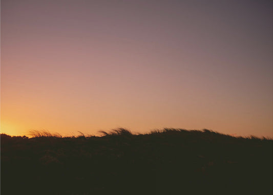 Dünengras Sonnenuntergang Horizontal | Poster
