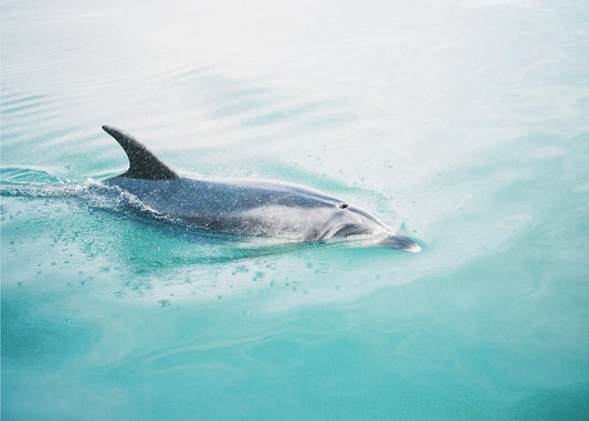 Dolphin N.Z. Northern | Wallpaper