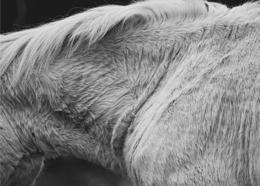 Pferd II | Tapete