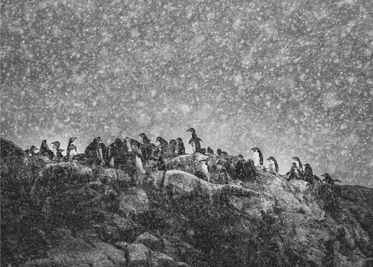 Antarktischer Sturm | Hintergrundbild