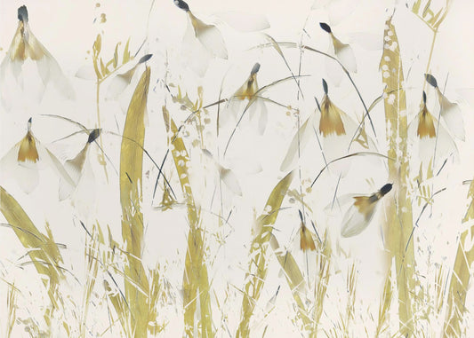 Snowdrops | Poster