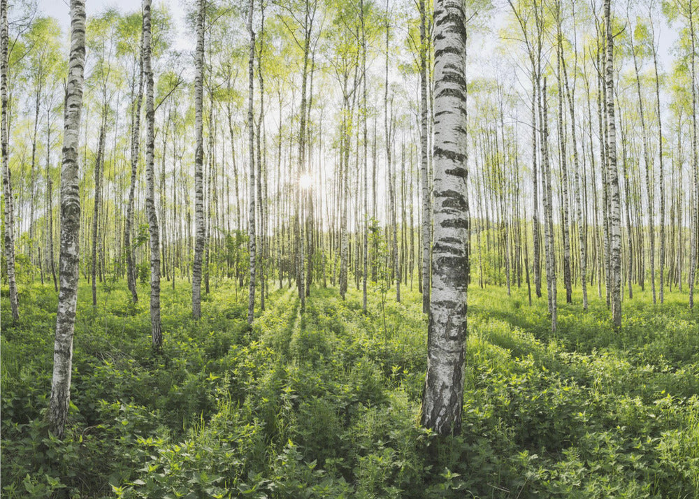 Frühling im Birkenwald | Tapete
