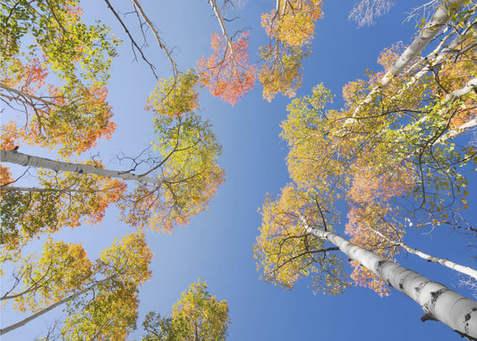 Herbstbirken | Tapete