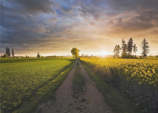 Sommerwiese | Leinwand