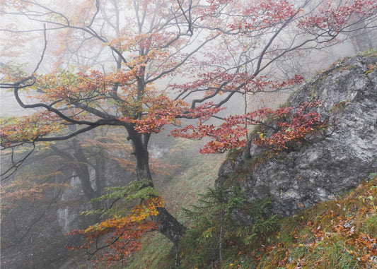Nebliger Wald | Tapete