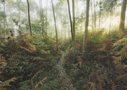 Nebliger Wald II | Tapete