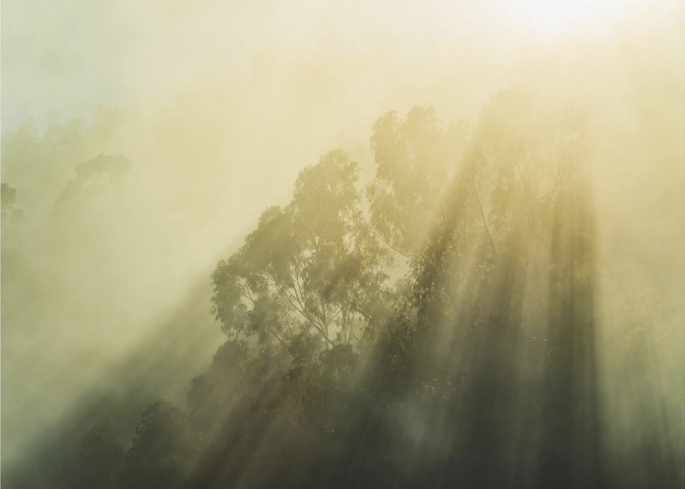 Nebliger Wald III | Poster