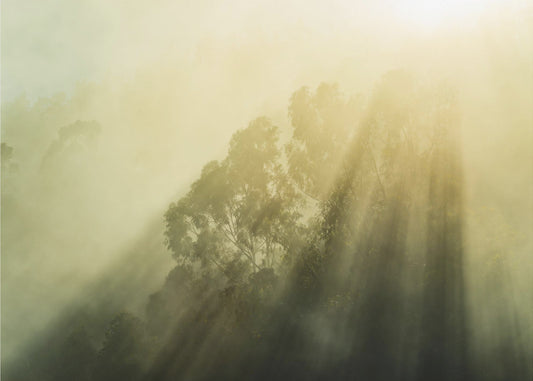 Nebliger Wald III | Poster