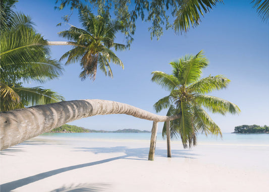 Tropical Palm | Wallpaper