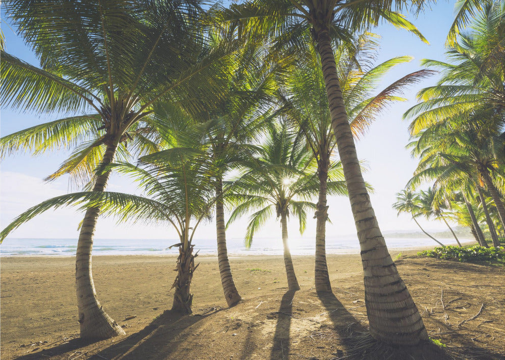 Tropical Morning | Poster