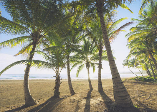 Tropical Morning | Poster