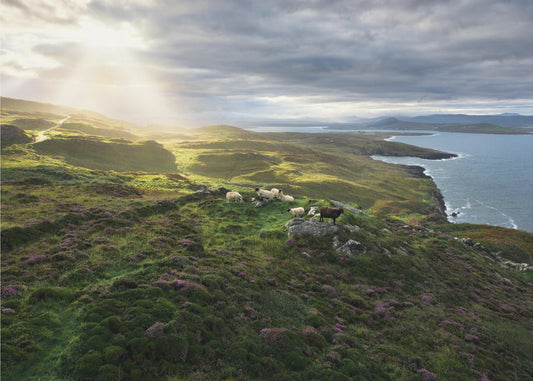 Guten Morgen Irland | Hintergrundbild