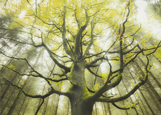 Der Traumbaum | Hintergrundbild
