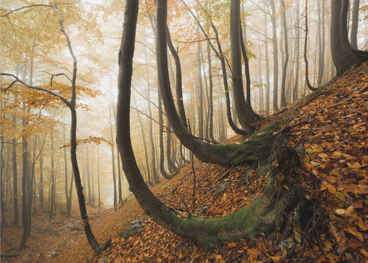 Mystischer Herbstwald | Tapete