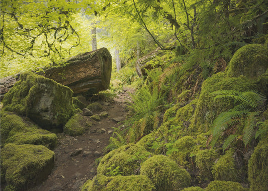 Mossy Path | Poster