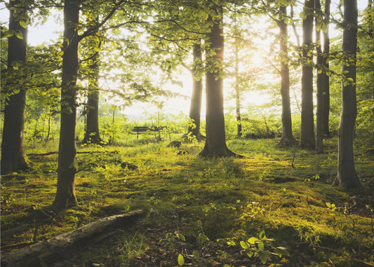 Sommer im Wald | Hintergrundbild