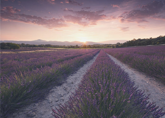 Lila Provence | Leinwand