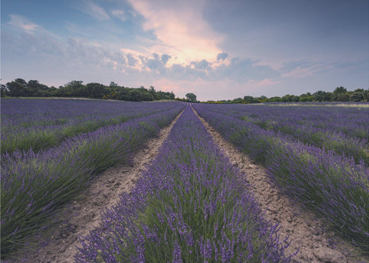 Blauer Lavendel | Tapete