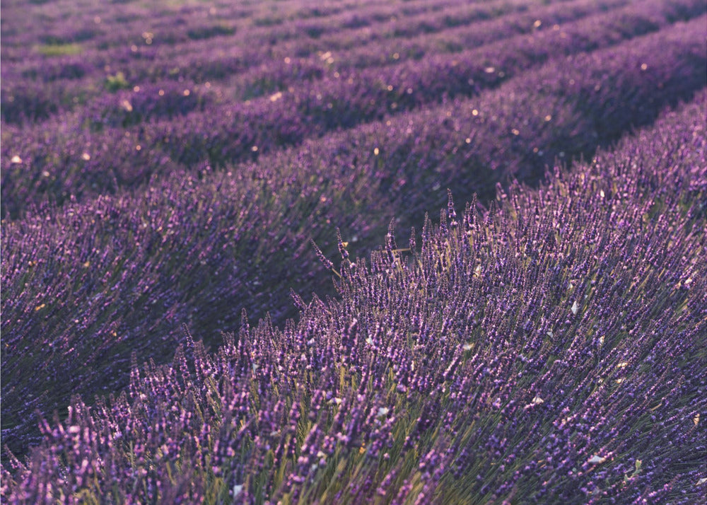 Provence Lavendel | Leinwand