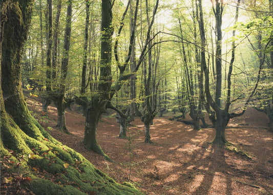 Waldliebe | Tapete