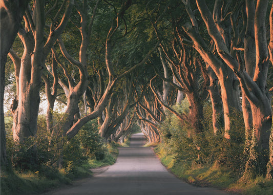 Red Avenue | Leinwand