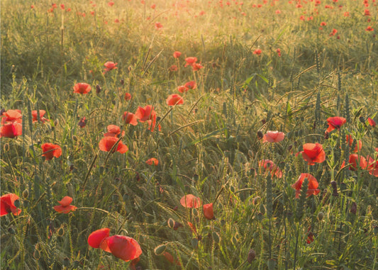 Poppy World II | Poster